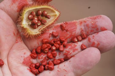 100 ANNATTO TREE Lipstick Plant Bixa Orellana Seeds